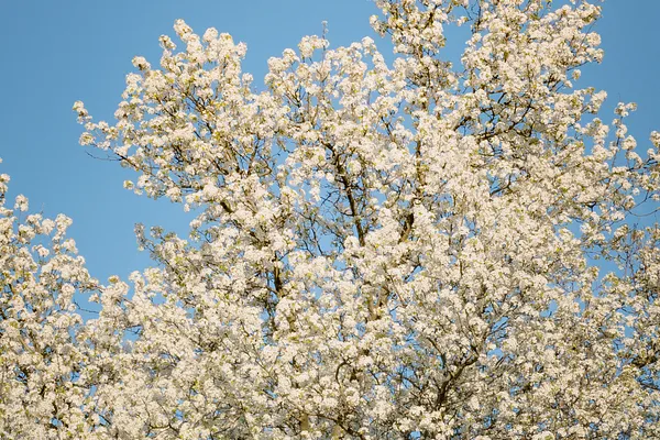 Expansion and That One Percent